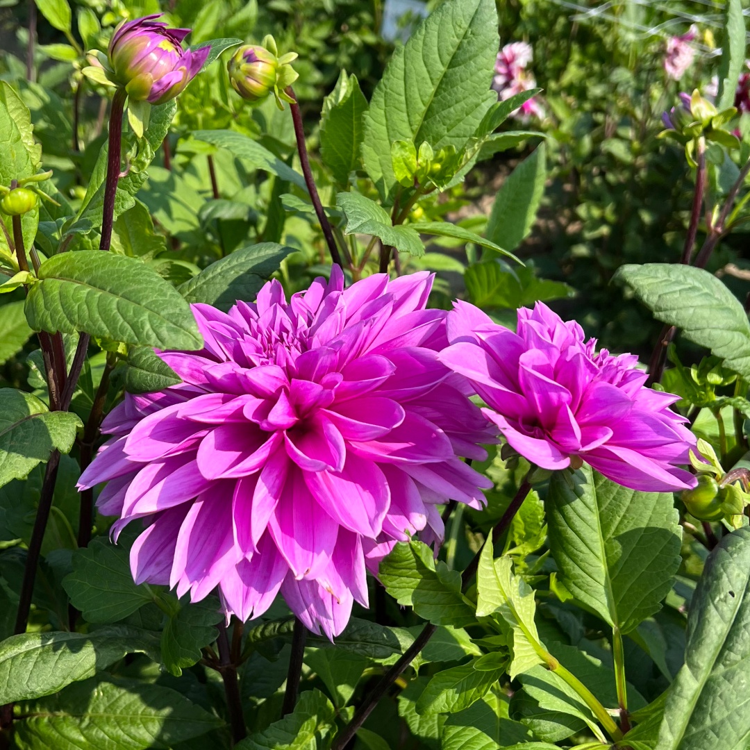 Dekorativdahlia 'Lilac Time'
