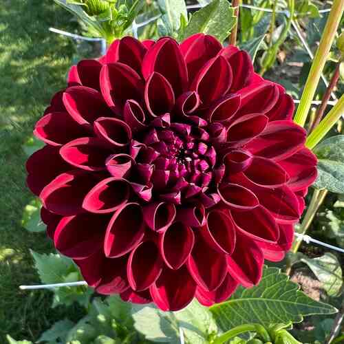 Pallodaalia 'Gipsy Night'