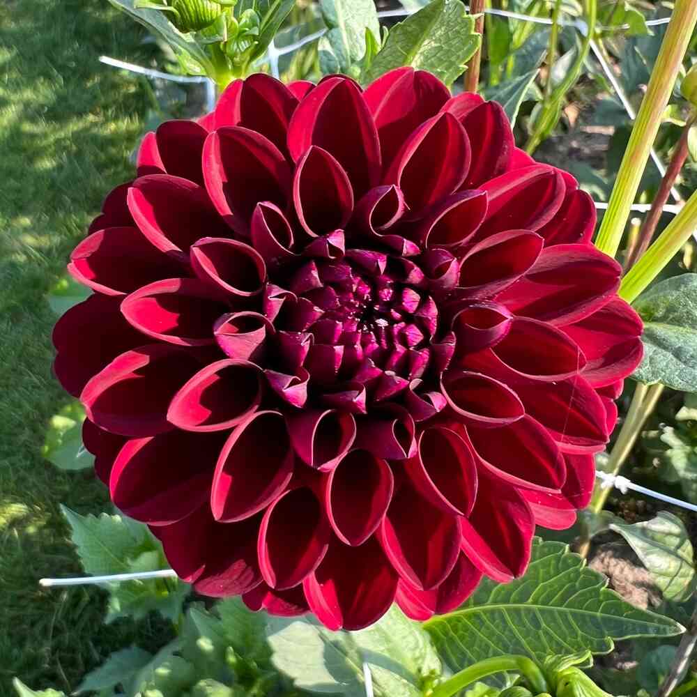 Bolldahlia  'Gipsy Night'