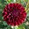 Bolldahlia  'Gipsy Night'