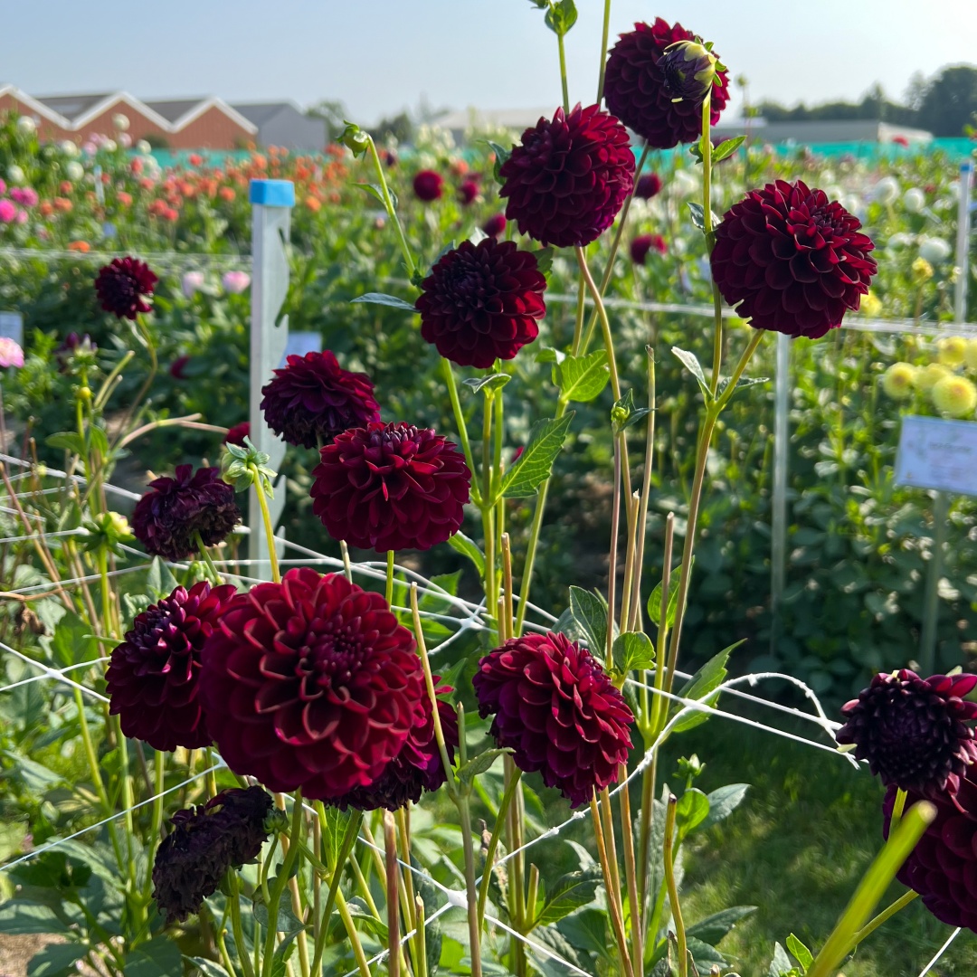 Bolldahlia  'Gipsy Night'