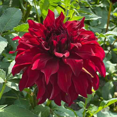 Koristedaalia 'Bohemian Spartacus'