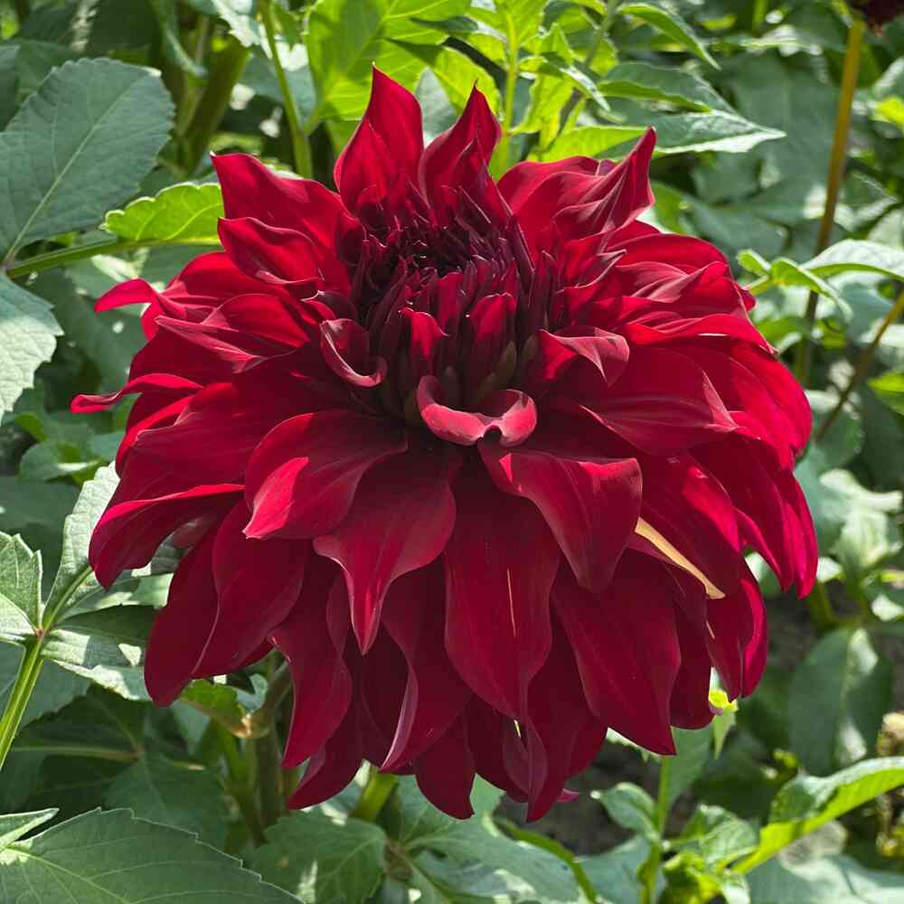 Dekorativdahlia 'Bohemian Spartacus'