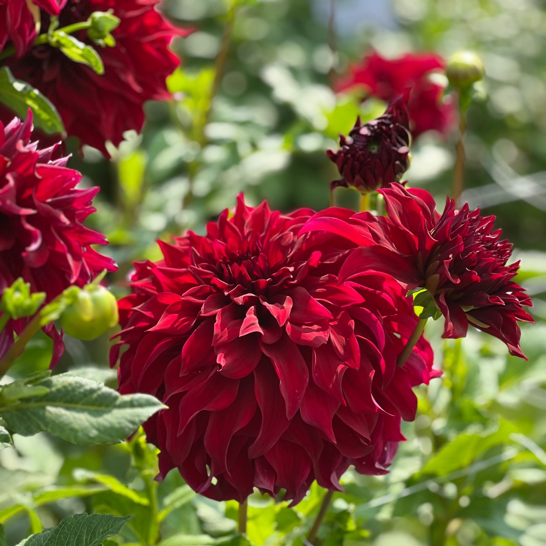 Dekorativdahlia 'Bohemian Spartacus'