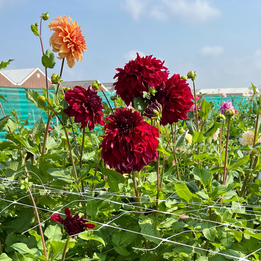 Dekorativdahlia 'Bohemian Spartacus'