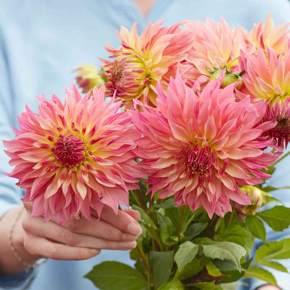 Dekorativdahlia 'Tom Pouce'