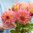 Dekorativdahlia 'Tom Pouce'