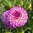 Pallodaalia 'Dreaming Maid'
