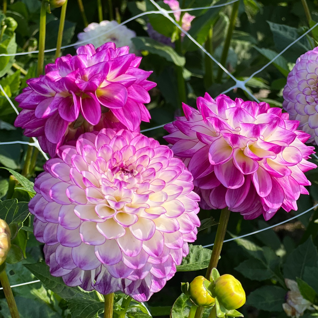 Pallodaalia 'Dreaming Maid'
