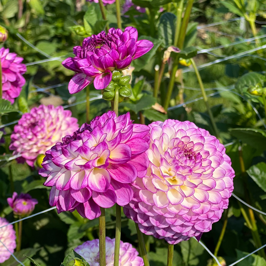 Pallodaalia 'Dreaming Maid'
