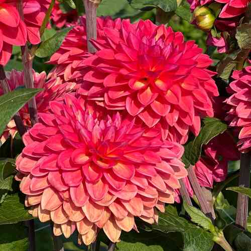 Dekorativdahlia 'Ellen Nauta'