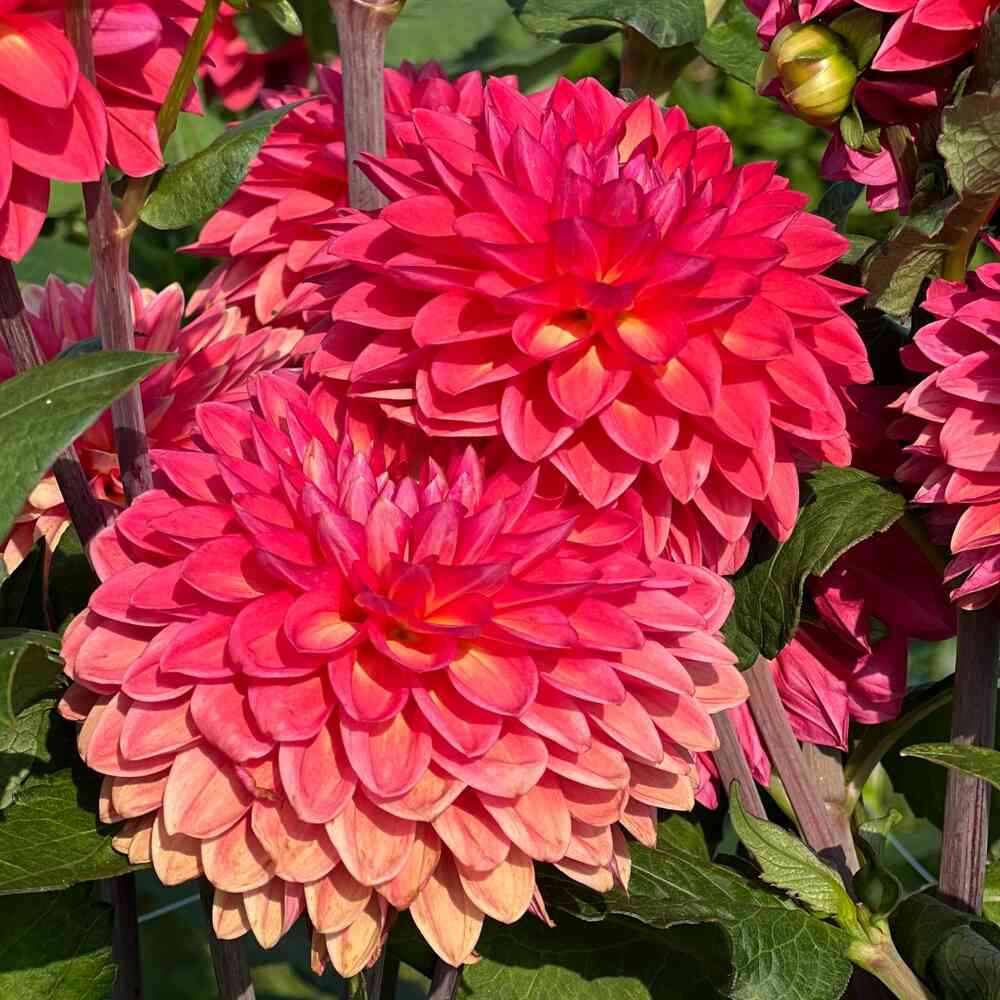 Dekorativdahlia 'Ellen Nauta'