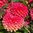 Dekorativdahlia 'Ellen Nauta'