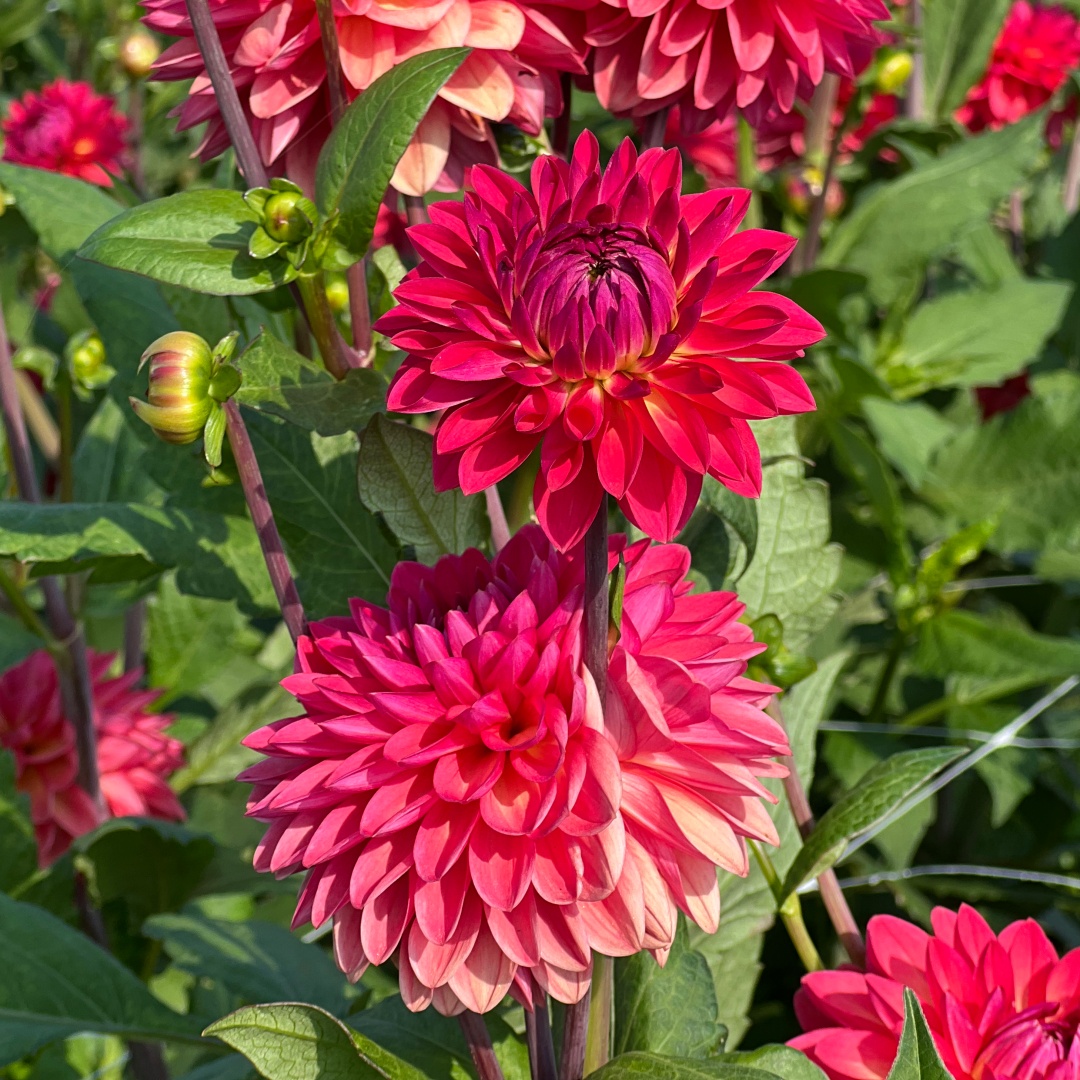 Dekorativdahlia 'Ellen Nauta'