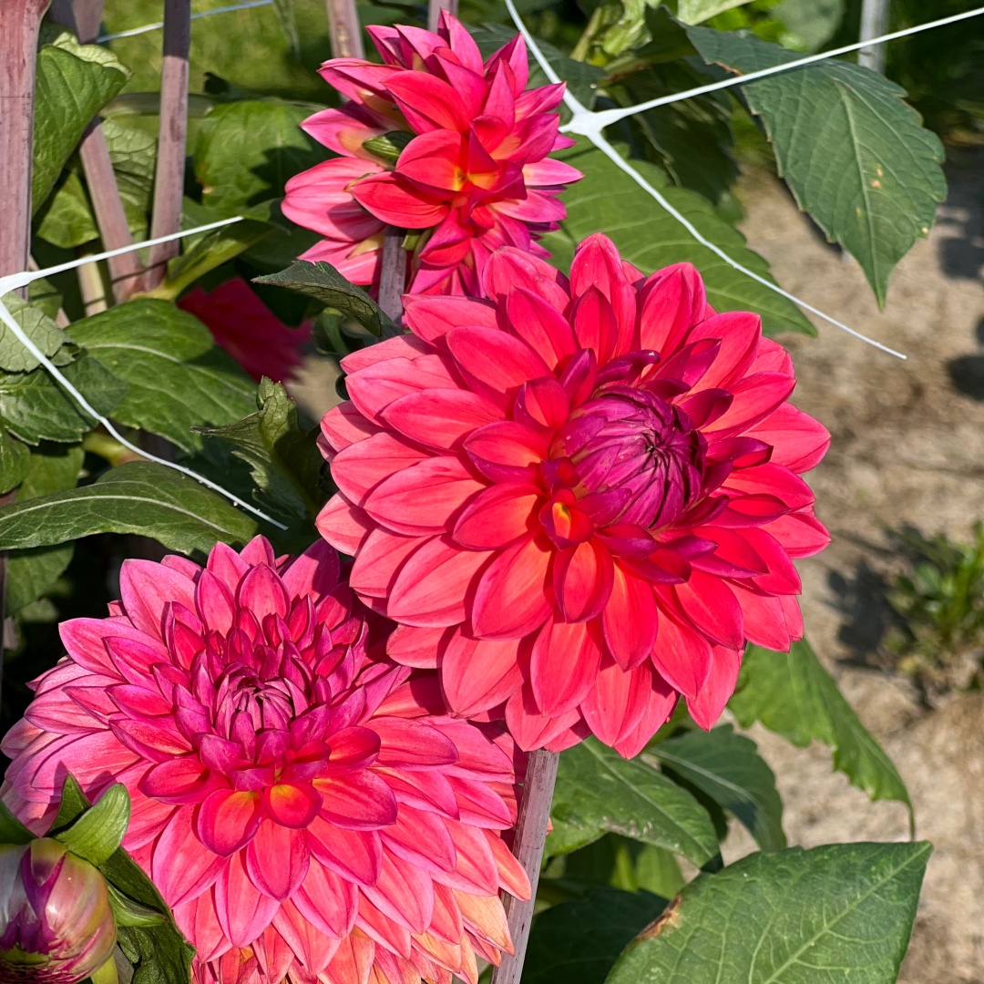 Dekorativdahlia 'Ellen Nauta'