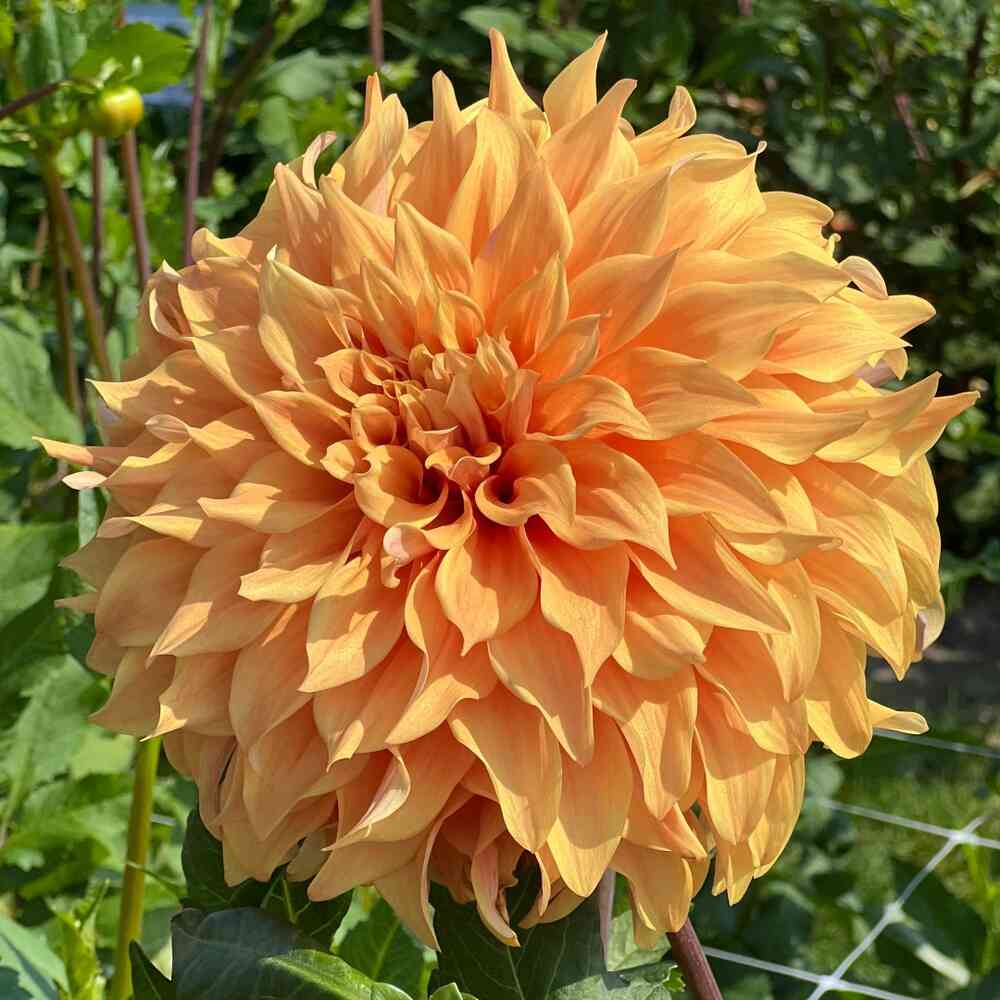 Dekorativdahlia 'Hercules'