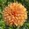 Dekorativdahlia 'Hercules'