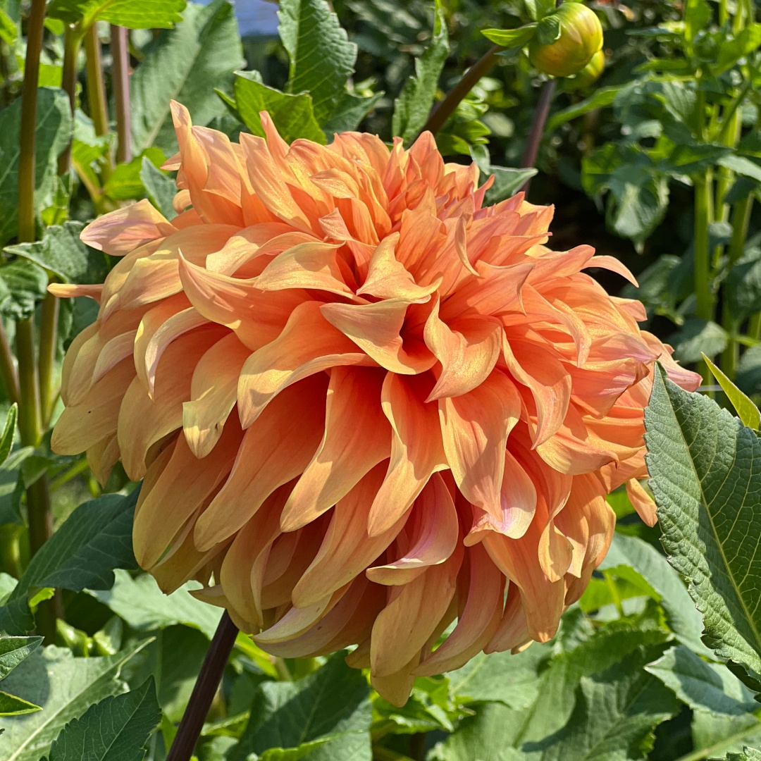 Dekorativdahlia 'Hercules'