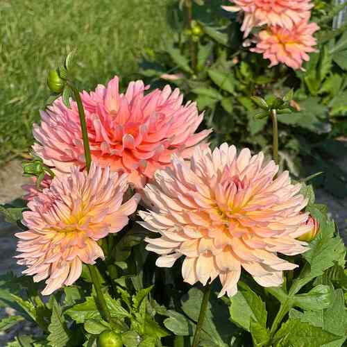 Dekorativdahlia 'Gallery Leonardo'