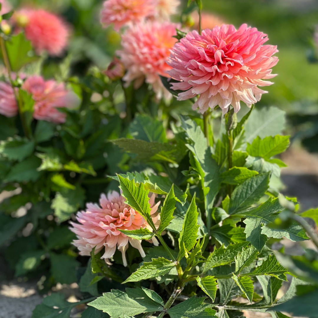 Dekorativdahlia 'Gallery Leonardo'