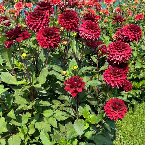 Pallodaalia 'Painted Black'