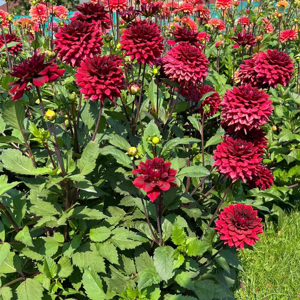 Bolldahlia 'Painted Black'