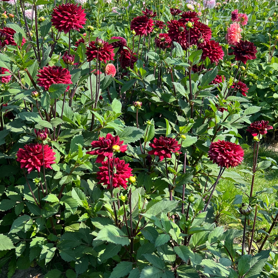 Bolldahlia 'Painted Black'