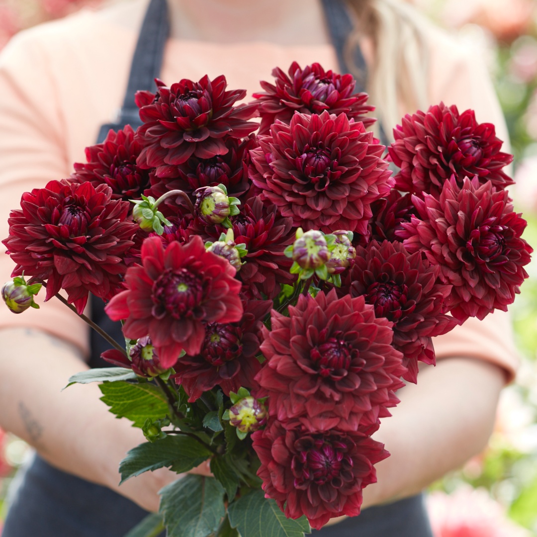 Bolldahlia 'Painted Black'