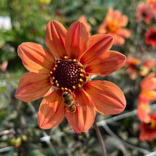 Dahlia HS 'Date'