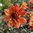 Dahlia HS 'Date'