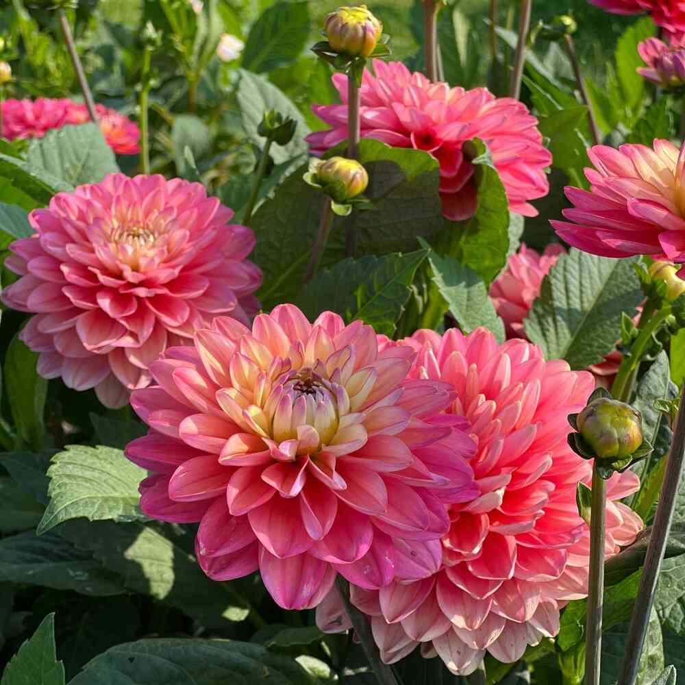 Dekorativdahlia 'Melody Allegro'