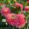 Dekorativdahlia 'Melody Allegro'