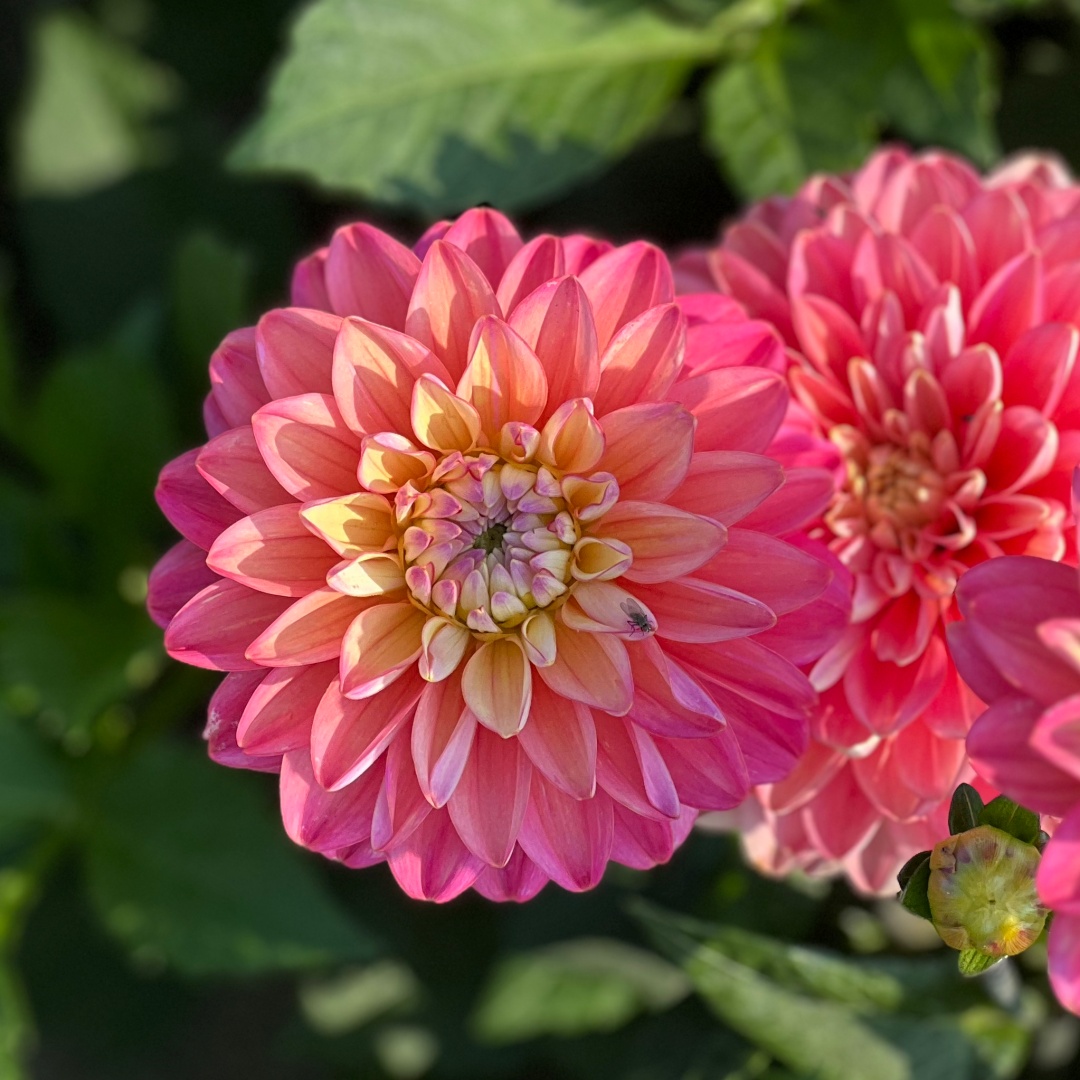Dekorativdahlia 'Melody Allegro'