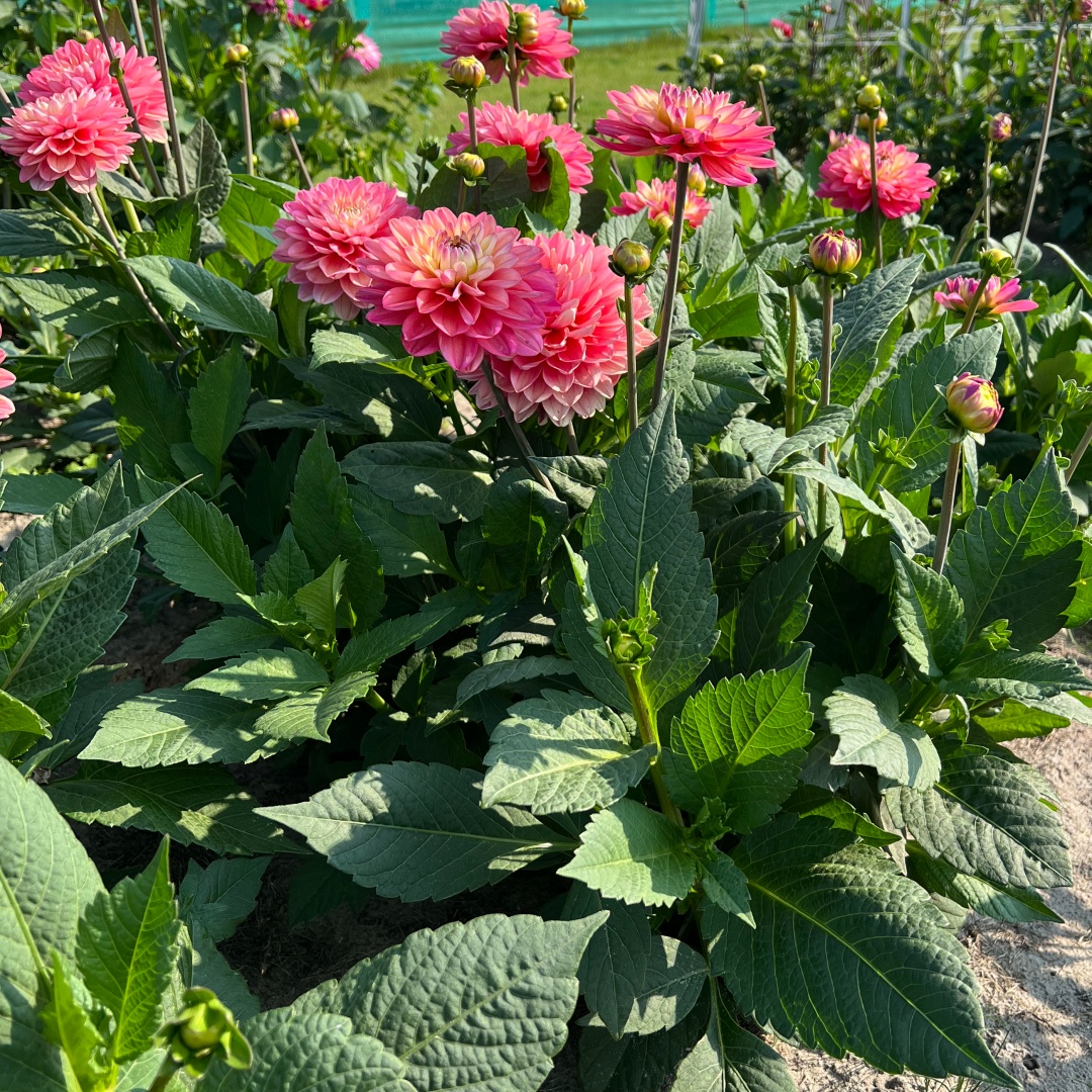 Dekorativdahlia 'Melody Allegro'