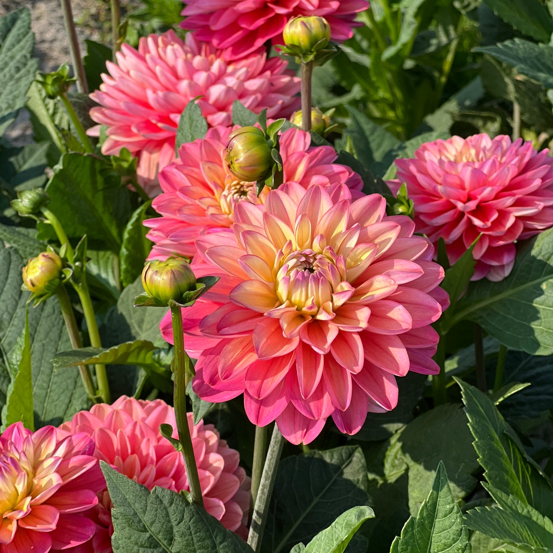 Dekorativdahlia 'Melody Allegro'