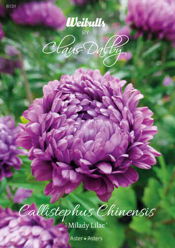 Aster 'Milady Lilac'