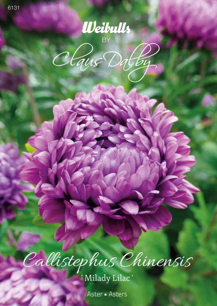 Aster 'Milady Lilac'