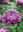 Kiinanasteri 'Milady Lilac'