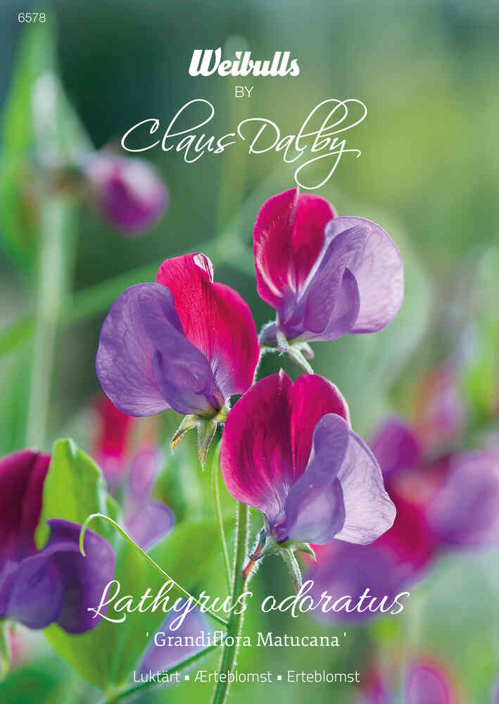 Luktärt 'Grandiflora Matucana'