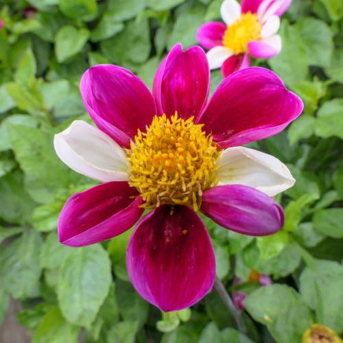 Dahlia 'twyning's Smarty'