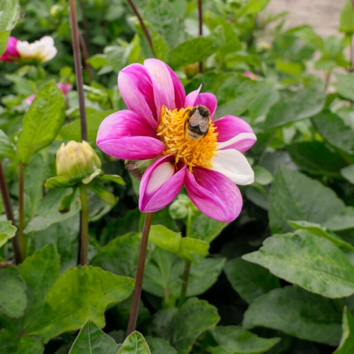 Dahlia 'twyning's Smarty'