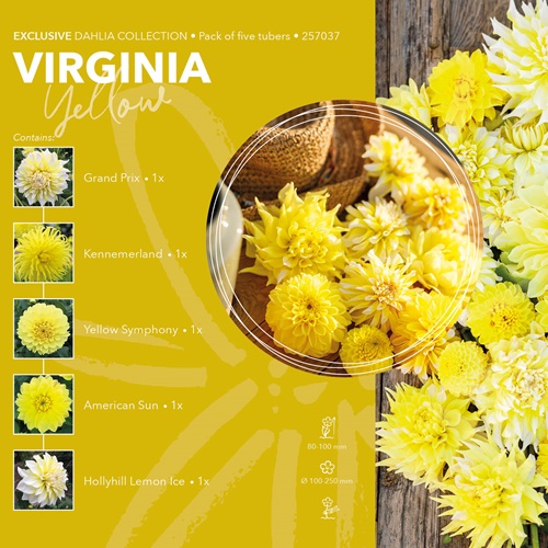 Dahlia Exclusive Collection 'Virginia'
