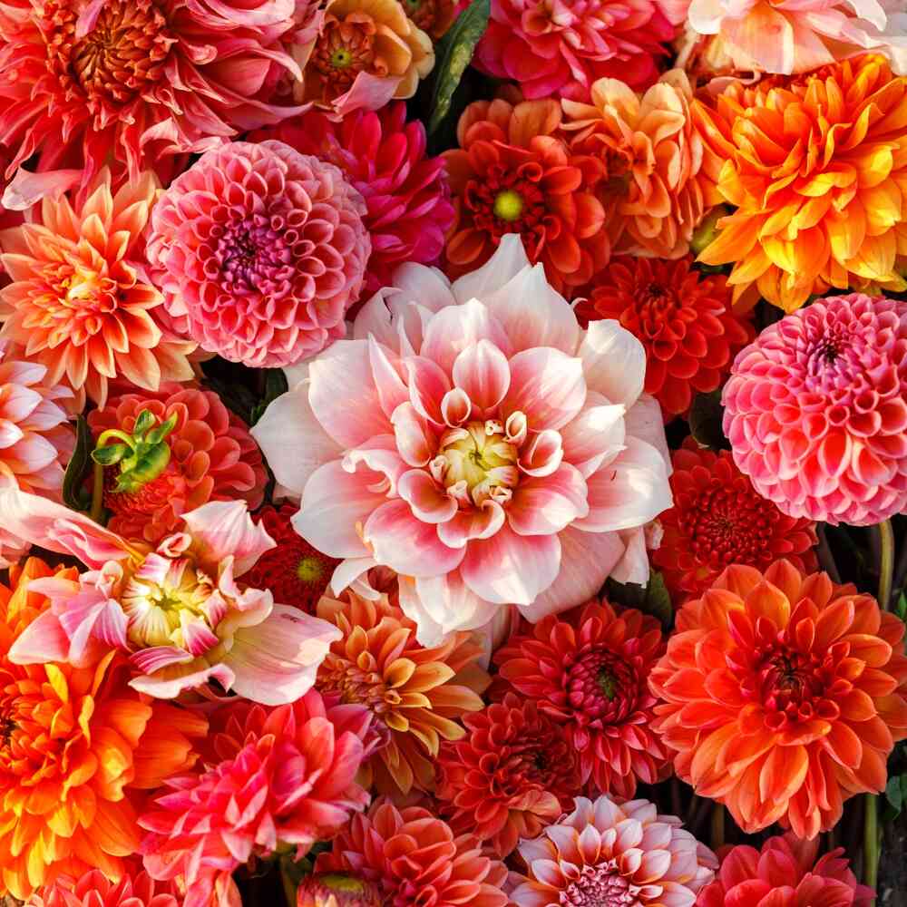 Dahlia Exclusive Collection 'Stephanie'