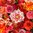 Dahlia Exclusive Collection 'Stephanie'