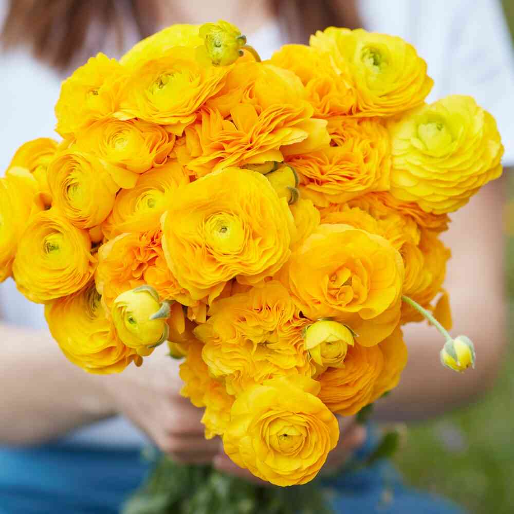 Ranunculus Amandine 'Gold'