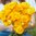 Ranunculus Amandine 'Gold'