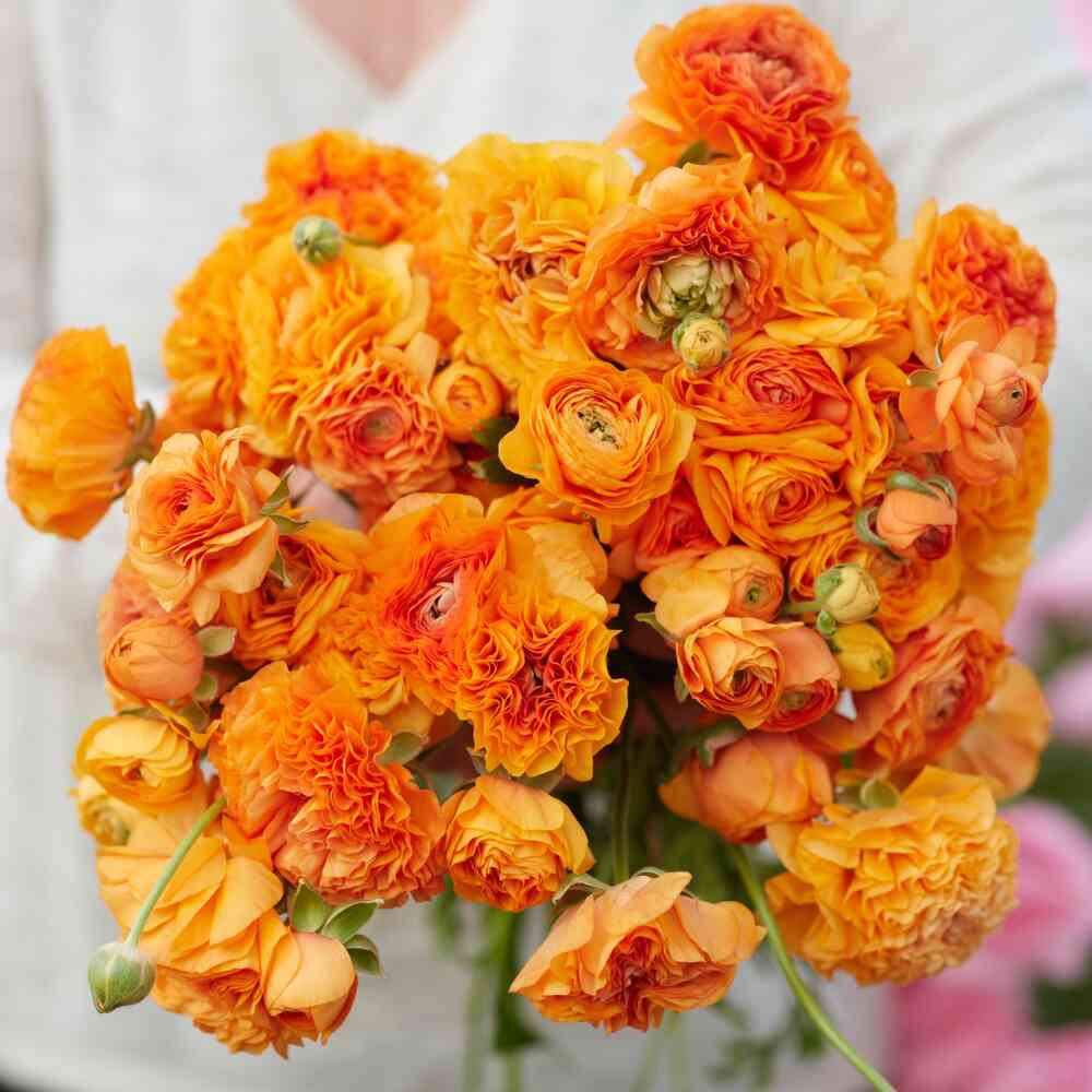 Ranunculus Amandine 'Orange Picotee'