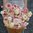 Ranunculus Amandine 'Porcelaine'