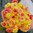 Ranunculus Amandine 'Pastel Lemon'
