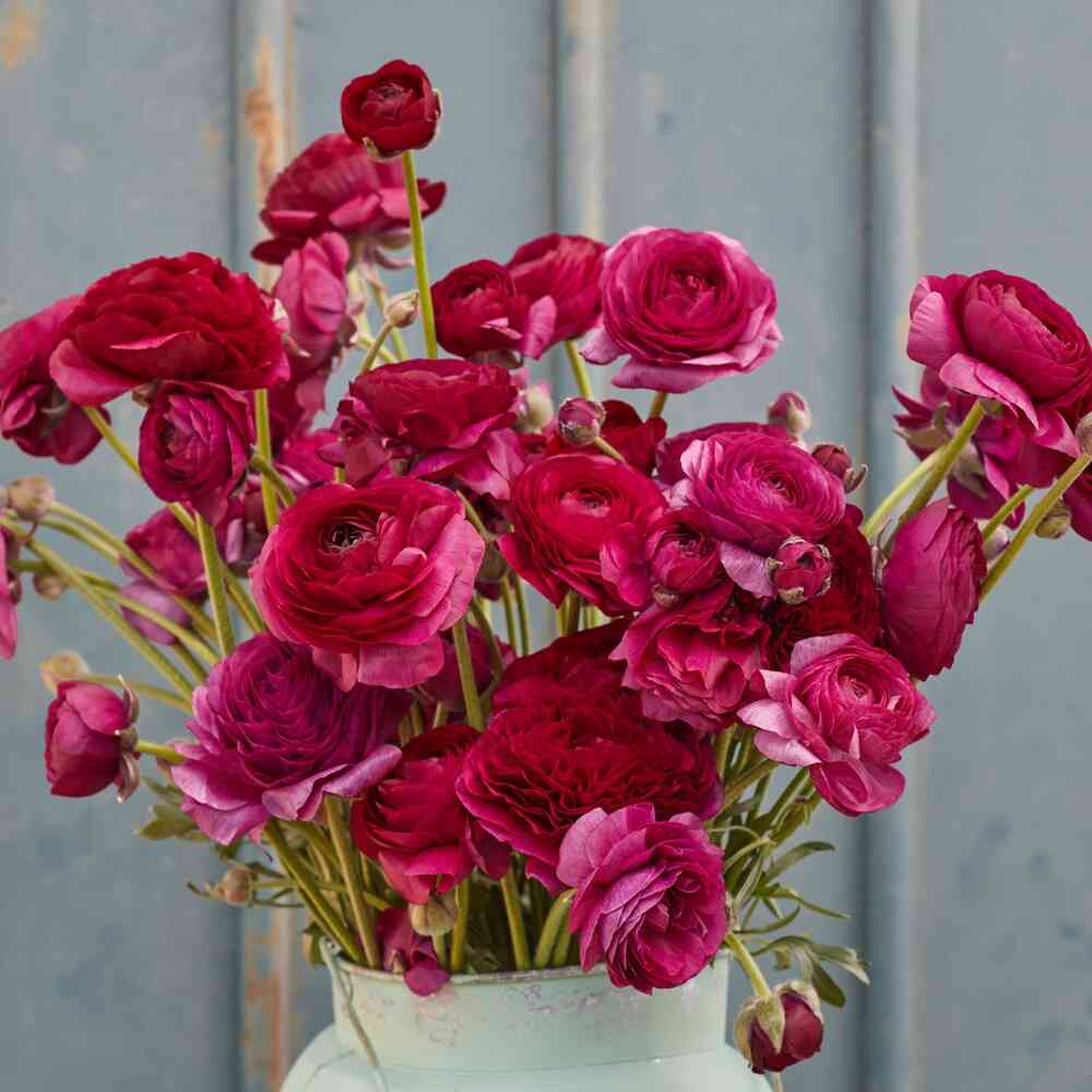 Ranunculus Amandine 'Violet'